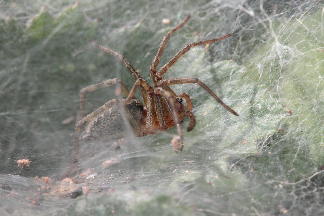 Agelena sp.
